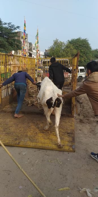 Video... भटकते पशुओं का मामला: गुजरात हाईकोर्ट का पशुपालकों को राहत से इनकार, लाइसेंस बिना के 34 मवेशियों को पकड़ा