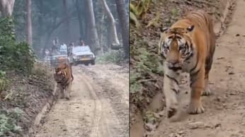 Video:जब बीच सड़क पर आ गया खूंखार बाघ, डराने वाला है वीडियो