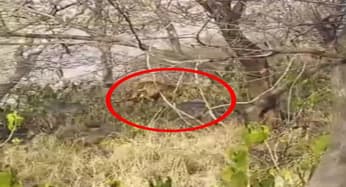 सरिस्का के जंगल में तेंदुए ने एक सांभर का किया शिकार, देखें वीडियो