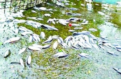 Fishes dying in natni ka baran in alwar