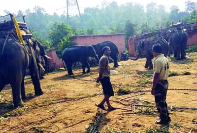 Tranquilised elephant died in ghoghi camp at sidhi madhya pradesh