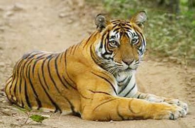 रणथम्भौर: नहीं थम रहा बाघ- बाघिनों के जंगल से बाहर आने का सिलािसला