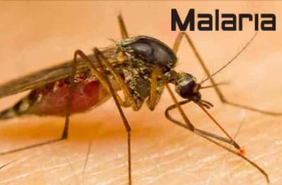 Good News: World's first Malaria Vaccine for Children, WHO recommends use 