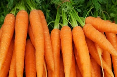 पीलिया या पेट की समस्या है तो रोज दो गाजर खाएं, बीपी भी नियंत्रित रहता