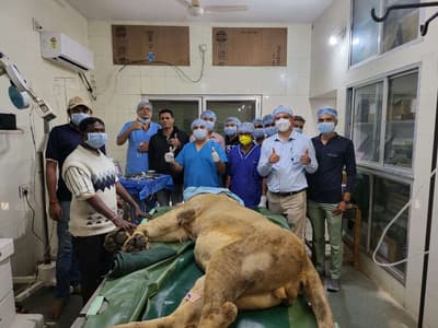Cataract surgery on Asiatic Lion: गिर जंगल के एशियाई शेर का पहली बार मोतियाबिंद का ऑपरेशन