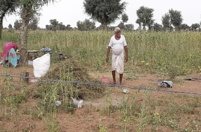राजस्थान में यहां किसानों की झोली भर देगा मूंग, हजारों किसान होंगे लाभा​न्वित