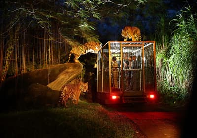 tourists_will_be_able_to_enjoy_night_safari_in_greater_noida.jpg