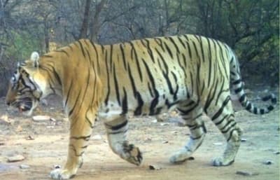 Mukundra Tiger Reserve..राजस्थान में टी-110 ही होगा मुकुंदरा का नया राजा