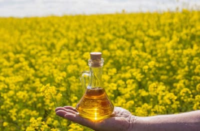 Mustard Price: जाड़े में बढ़ी मांग, खाने का तेल में आई तेजी