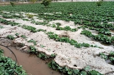 श्रीमाधोपुर में खेत में जमा ओले और बारिश का पानी।