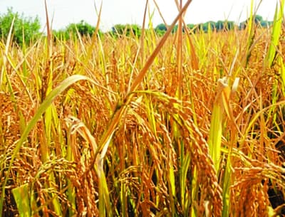Bumper production of paddy in Jabalpur, procurement centers will increase