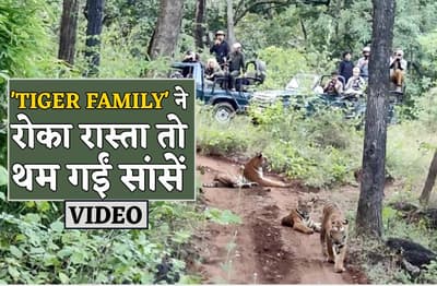 VIDEO में देखिए 'TIGER FAMILY' का लाइव शो, 10-15 मिनट तक सांसें थामे बैठे रहे पर्यटक