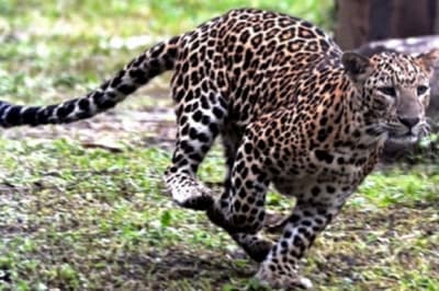 leopard.jpg