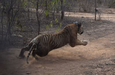 Tigresses of Ranthambore ready to increase clan in Dholpur and Karauli