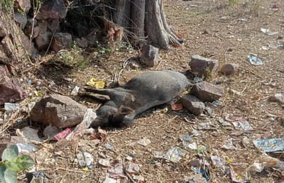 African swine fever threat in Calpura, 20 pigs died