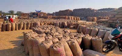 धान की बंपर पैदावारी: रकबे में कटौती हुई तो 2600 के धान को 1600 में बिक्री करने मजबूर किसान