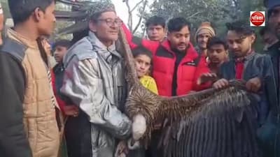 कानपुर में हिमालयन गिद्ध मिलने से उमड़ी देखने वालों की भीड़, चिड़ियाघर में किया गया क्वारंटीन