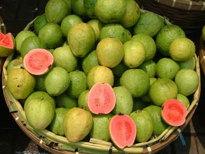 taiwan-pink-guava-kheti-in-hindi.jpg