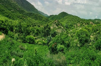 अजमेर व पाली में बढ़ी सर्वाधिक हरियाली, जालोर व करौली में चली कुल्हाड़ी
