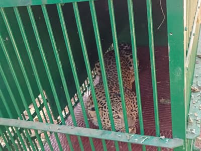 sidhi: Once again a leopard was imprisoned in a cage