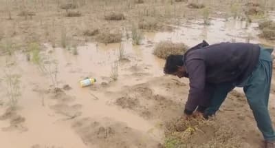 बेमौसम की बरखा बनी बैरन, किसानों की मेहनत पर फिरा पानी