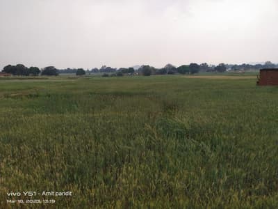Arhar-gram crop destroyed in hailstorm, wheat-mustard also affected