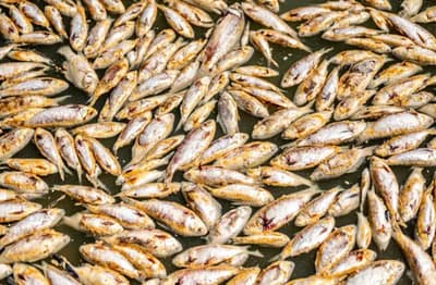 Australia में भीषण Heatwave, नदी में लाखों मछलियां मरीं