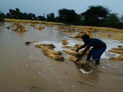 jodhpur : बेमौसम बारिश से खेतों में पड़ी कटी फसल तबाह
