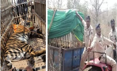Tiger killed 2 young man