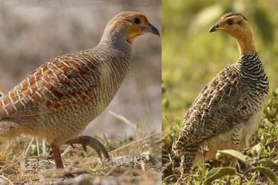 Pheasant farming profitable poultry farming, number less in UP