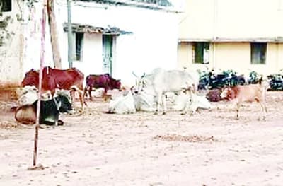 Cattle rescued from smugglers.