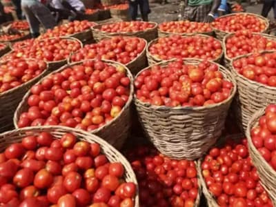Tomato price: Tomato rate hike from 20 th 80 rupees KG