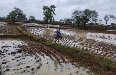Agriculture work in full swing after heavy rains