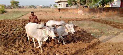 sidhi: It is raining for six days, farmers engaged in farming