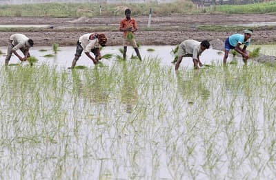 Kharif Crops: खरीफ फसलों की बुवाई ने पकड़ा जोर, बारिश से हुआ था नुकसान
