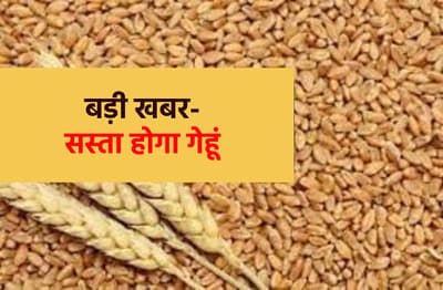 wheat_indore.png