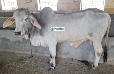 थारपारकर... एमपी से लेकर मेघालय तक राजस्थान की गाय की डिमांड, देती है अच्छा दूध