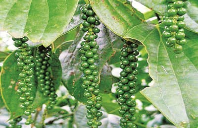 Bastar made a record in black pepper production, better yield