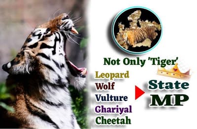 leopard_tiger_cheetah_ahariyal_wolf_vulture_state_is_mp.jpg