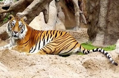 Patrika Opinion: बाघों की बढ़ती मृत्यु दर की रोकथाम भी जरूरी