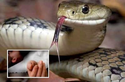 Snake Bite : घर में सो रहे मां-बेटे को सांप ने डंसा, बेटे की मौत