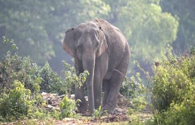 Elephant Attack : यमराज बनकर आया गजानन... जंगल में युवक को कुचला, इलाज के दौरान मौत