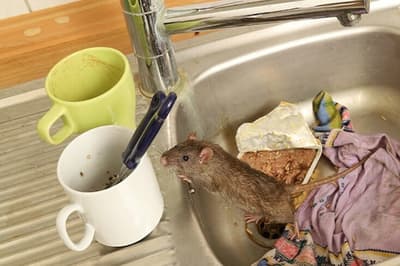 home remedies to get rid of rats at home