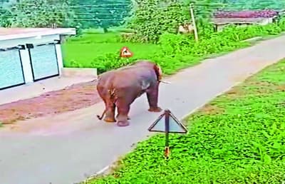 पांडुका वन परिक्षेत्र में एक बार फिर घुसा दंतैल हाथी, वन विभाग ने ग्रामीणों को किया सतर्क