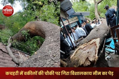 Major accident averted in Varanasi court giant neem tree fell on lawyers post