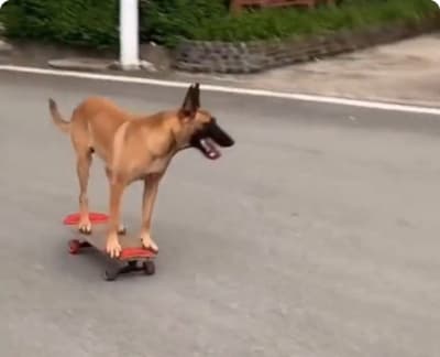 dog_on_skateboard.jpg