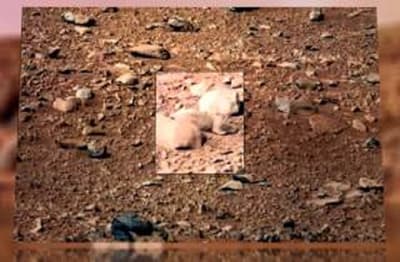 मंगल पर भी रह सकते हैं दुर्गम इलाकों के अभ्यस्त चूहे