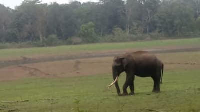 जंगली हाथी के हमले में महिला मजदूर की मौत