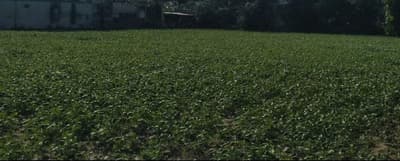 कृषि विभाग के पास बीज पहुंचने में हो रही देरी, किसान लगा रहे चक्कर