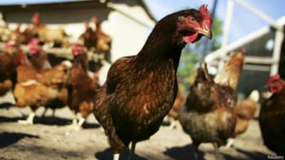 मुर्गी चोरी का मामला पुलिस के गले पड़ा